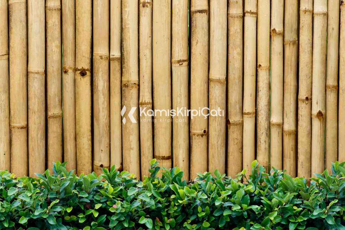 Bambu Çit